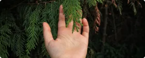 Рука человека касается зелёных веток хвойного дерева на фоне леса.